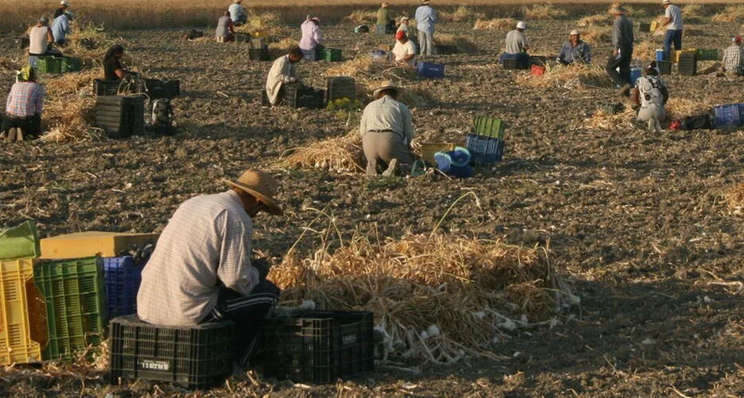 Cosechas y su relación con el seguro agrario